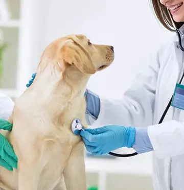 Hapros offers professional veterinary laser machines.